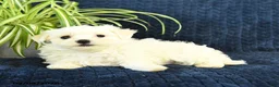Maltese dogs for sale: King - Ad 3