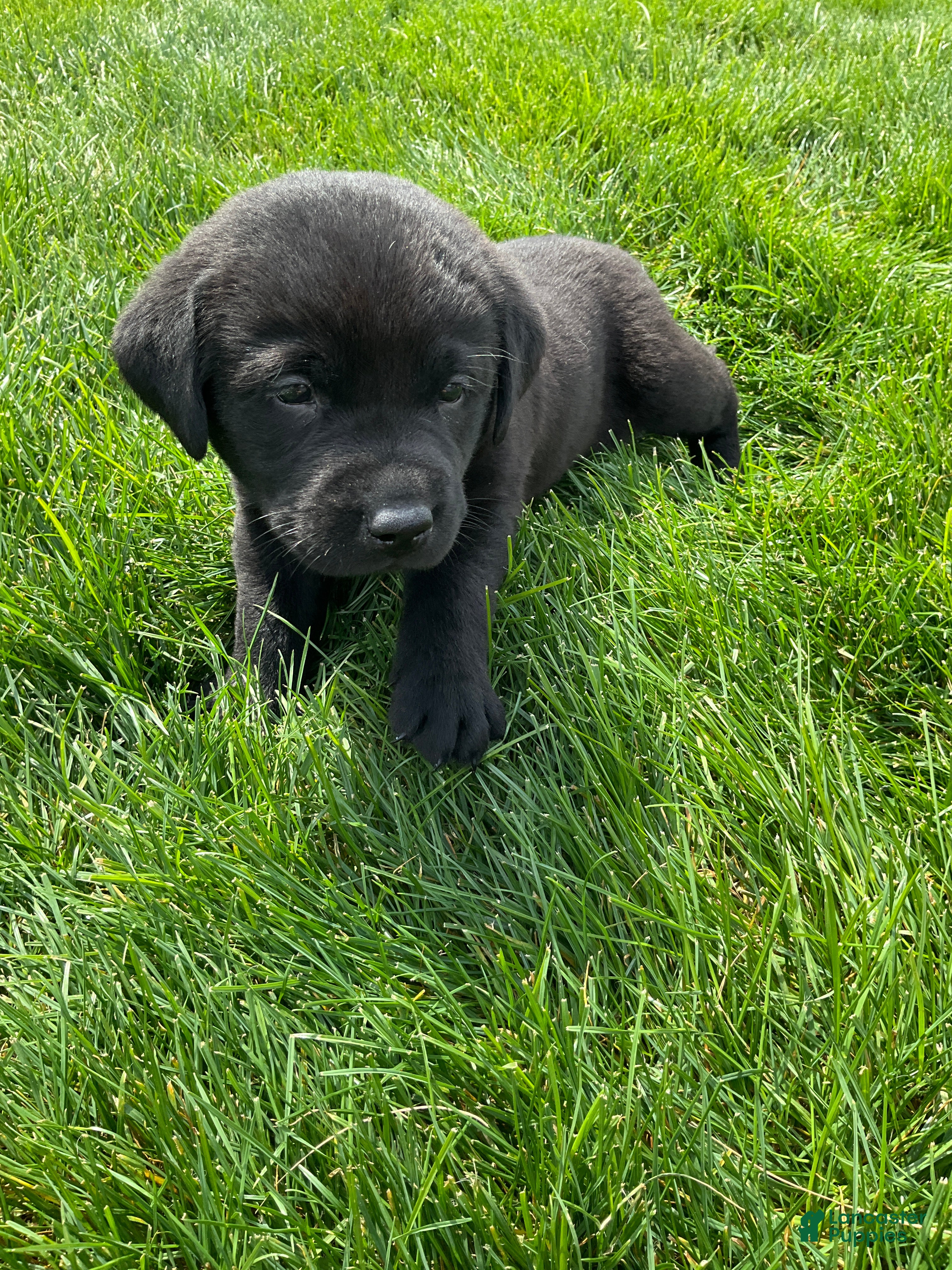 Labrador Retriever dogs Boone - Ad 2