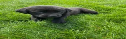 Labrador Retriever dogs for sale: Boone - Ad 2