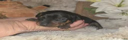 Miniature Pinscher dogs for sale: Miniature Pinscher Puppy 4 - Ad 2