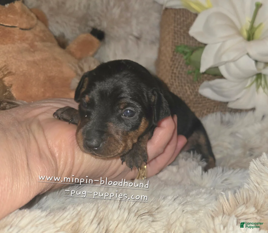 Miniature Pinscher dogs for sale: Miniature Pinscher Puppy 4 - Ad 2
