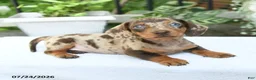 Miniature Dachshund dogs for sale: Duke - Ad 3