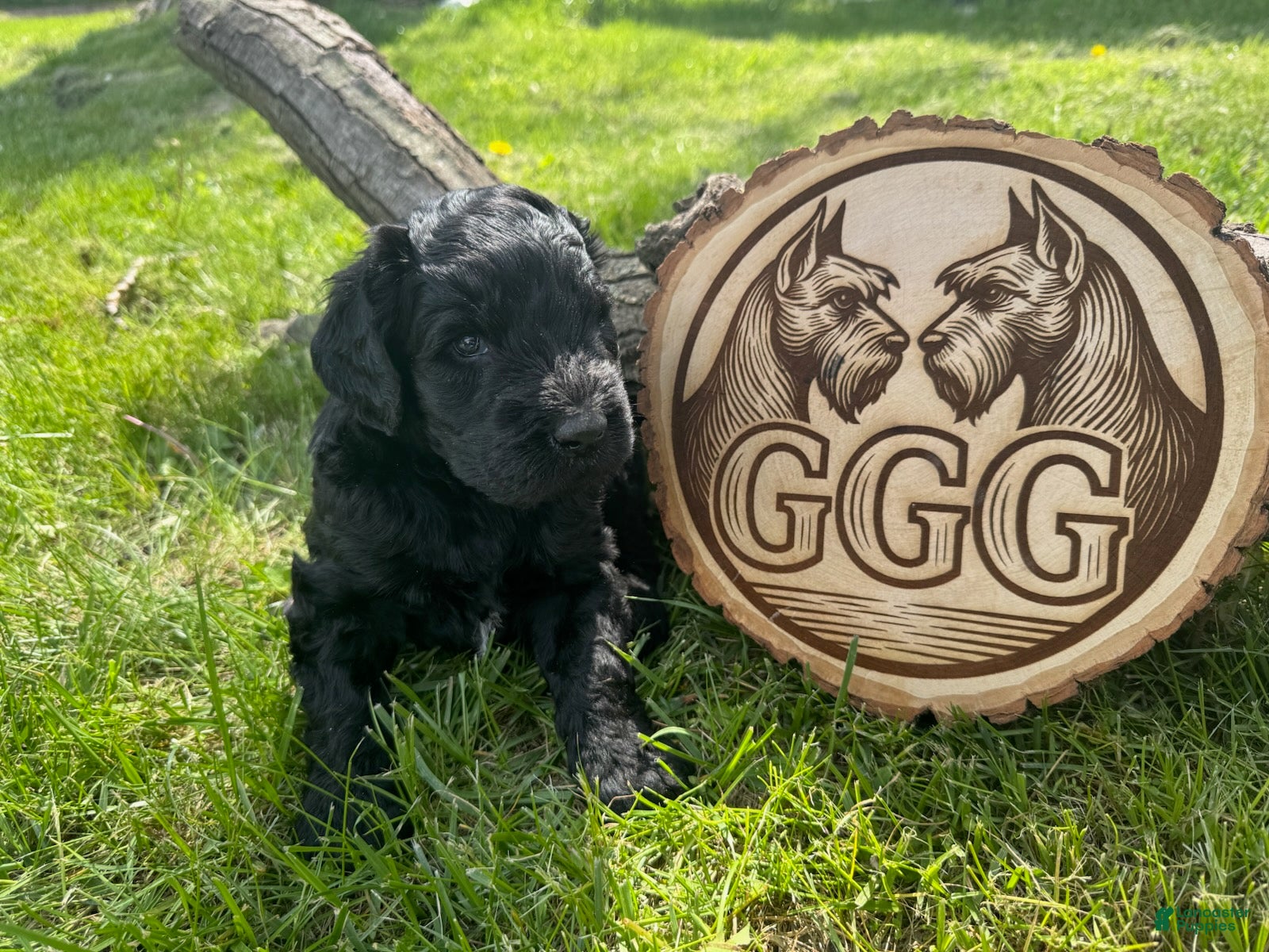 Giant Schnauzer dogs Blaze - Ad 4