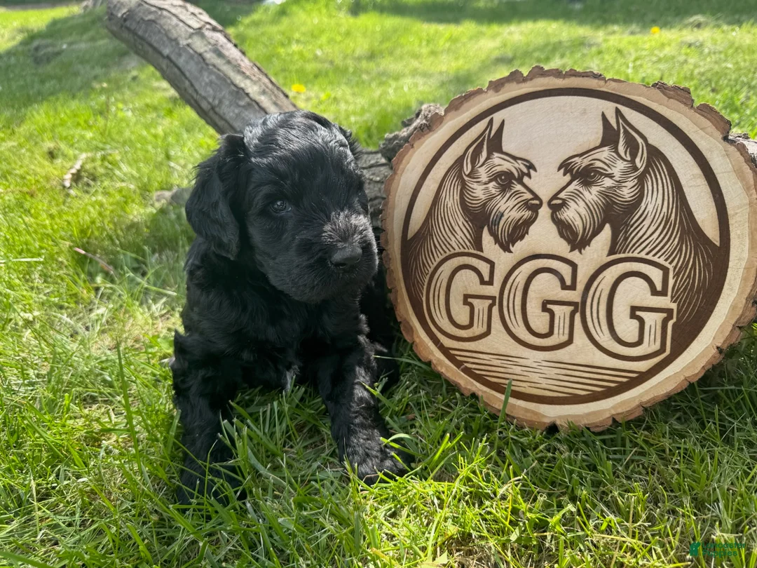 Giant Schnauzer dogs for sale: Blaze - Ad 1
