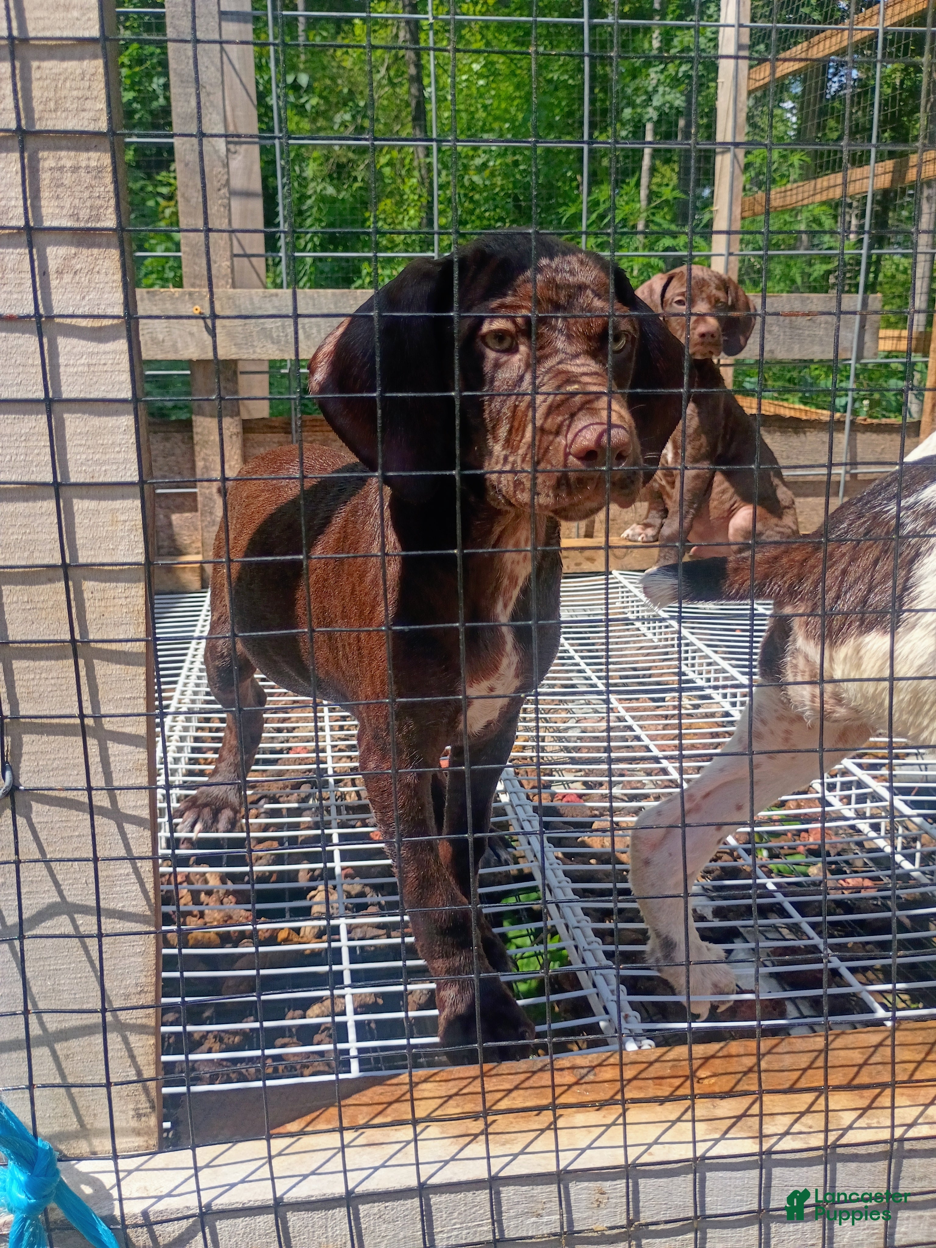 German Shorthaired Pointer dogs German Shorthaired Pointer 4 - Ad 39