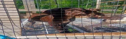 German Shorthaired Pointer dogs for sale: German Shorthaired Pointer 4 - Ad 1