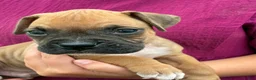 Boxer dogs for sale: Carter - Ad 6