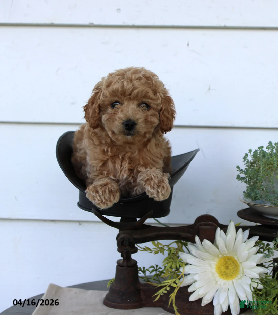 Toy Poodle dogs for sale: Puff - Ad 2