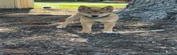 Shiba Inu dogs for sale: Kira - Ad 5