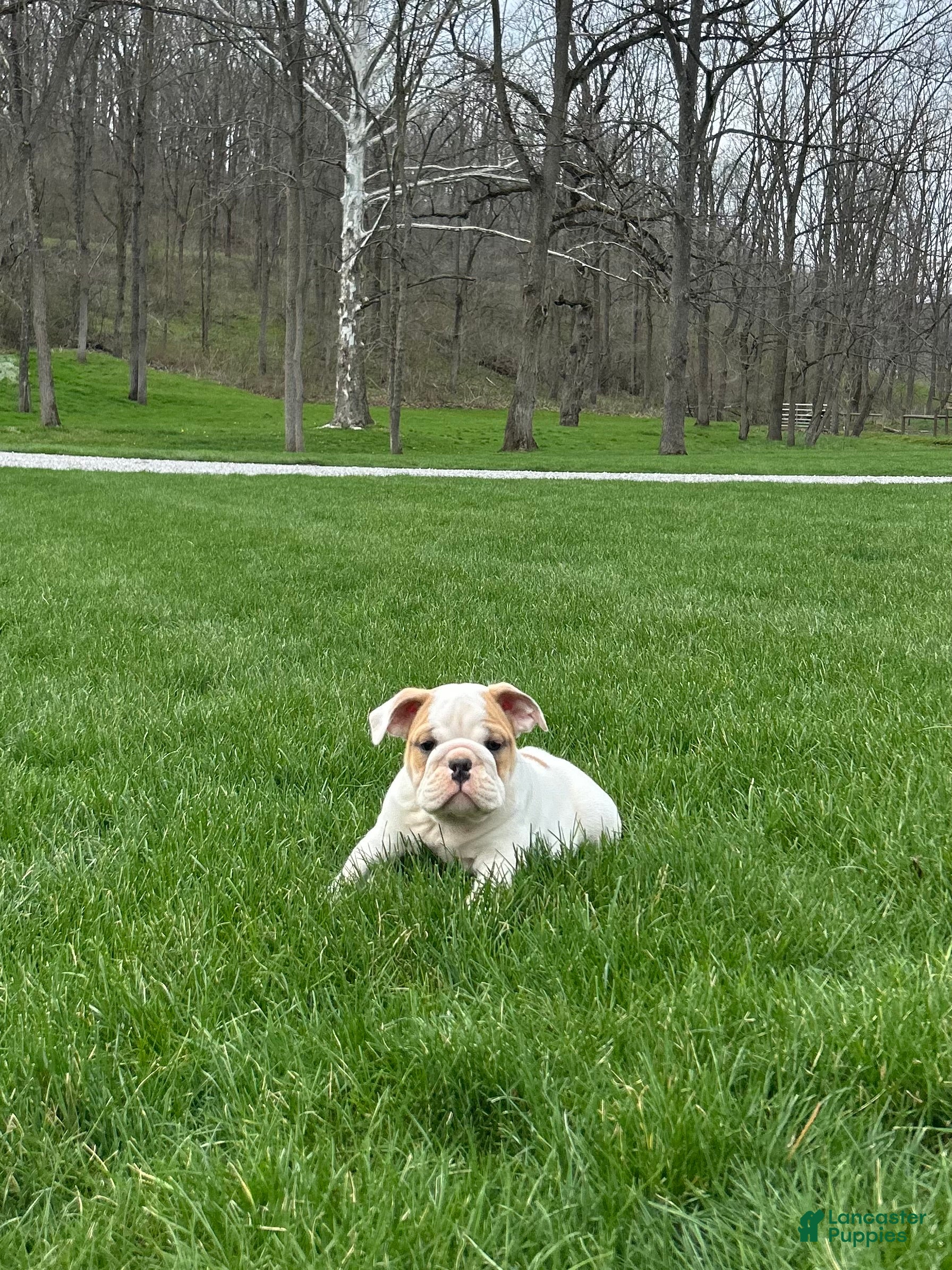 English Bulldog dogs Wyatt - Ad 2