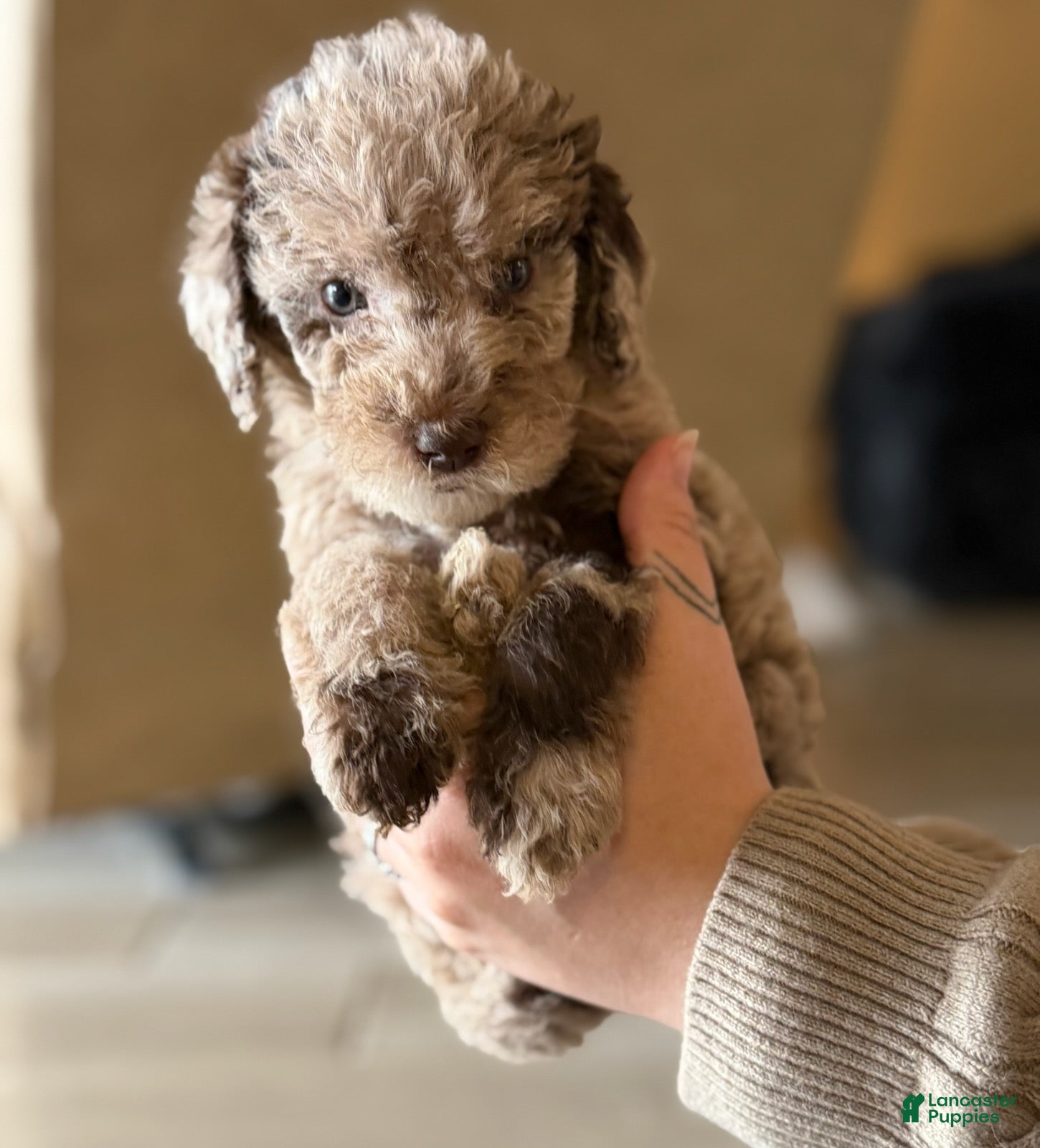 Labradoodle dogs Twix - Ad 2