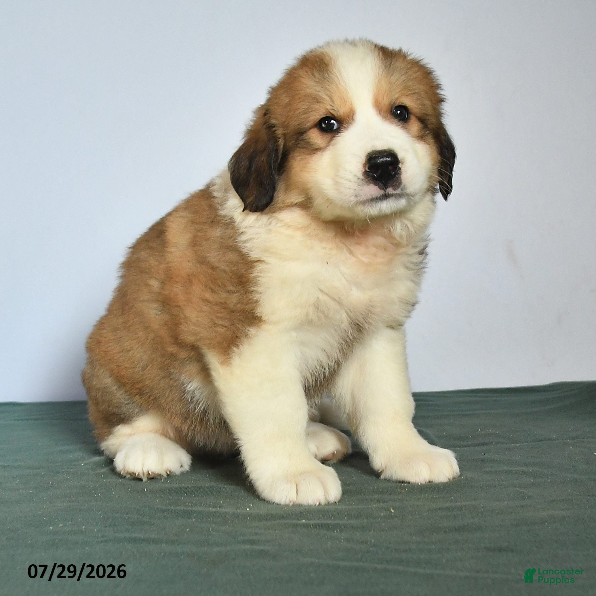 Mixed Breed dogs Chum  - Ad 2