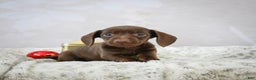 Miniature Dachshund dogs for sale: Rudolph  - Ad 8