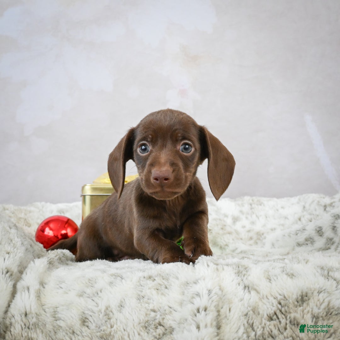 Miniature Dachshund dogs for sale: Rudolph  - Ad 8