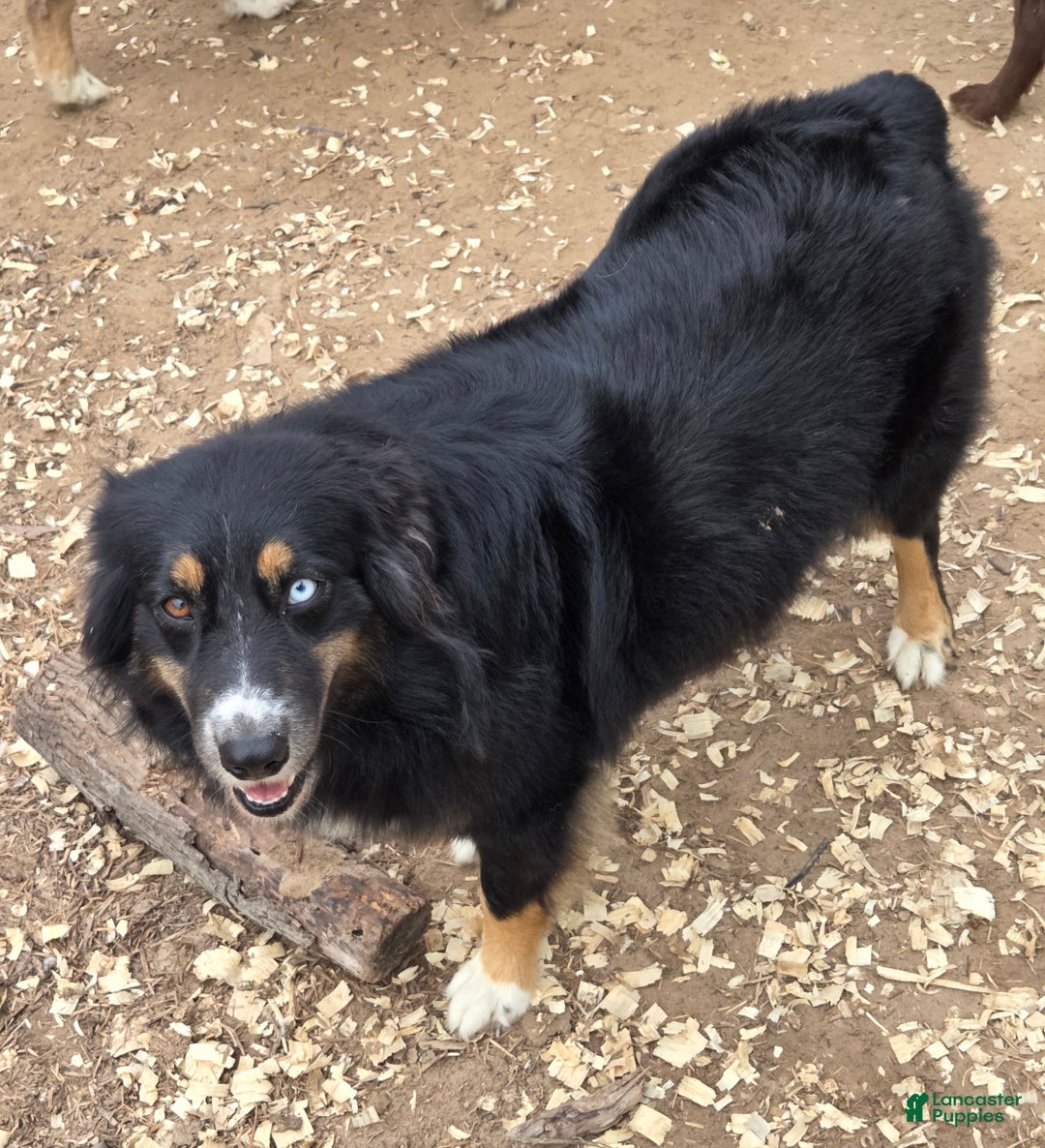 Australian Shepherd dogs for sale: Oaklynn - Ad 4