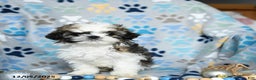 Shih Tzu dogs for sale: Jovial - Ad 5