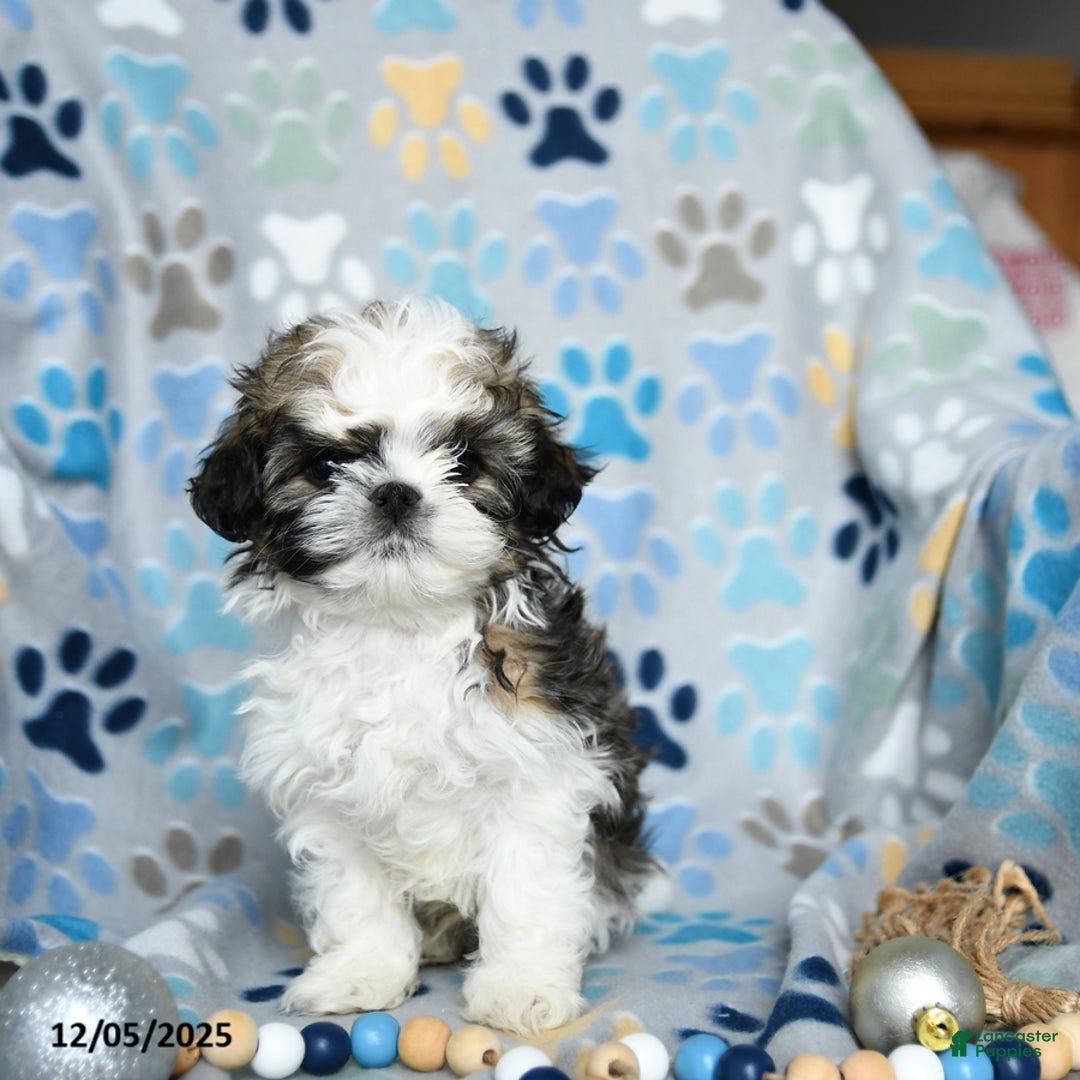 Shih Tzu dogs for sale: Jovial - Ad 5