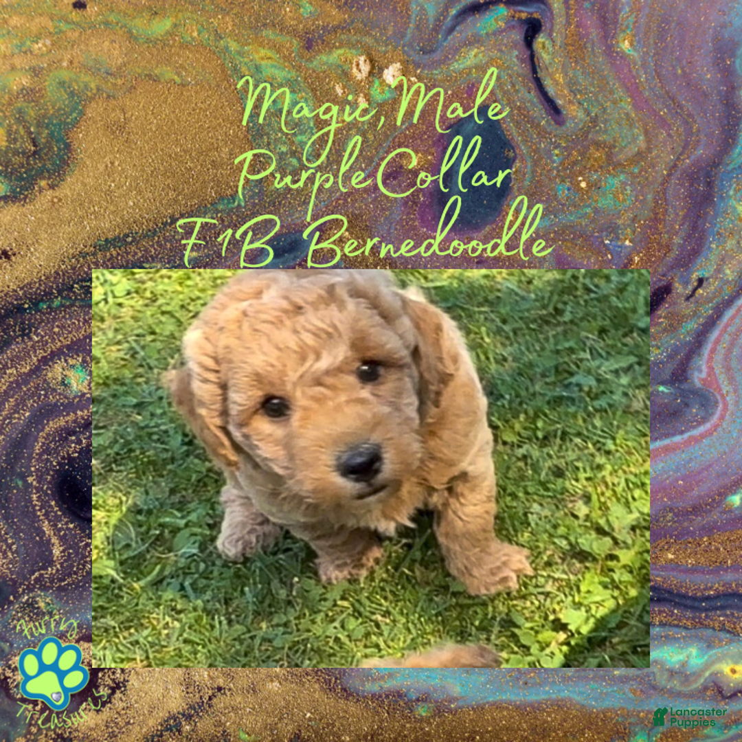 Goldendoodle dogs for sale: Magic “Purple Collar” Male - Ad 8