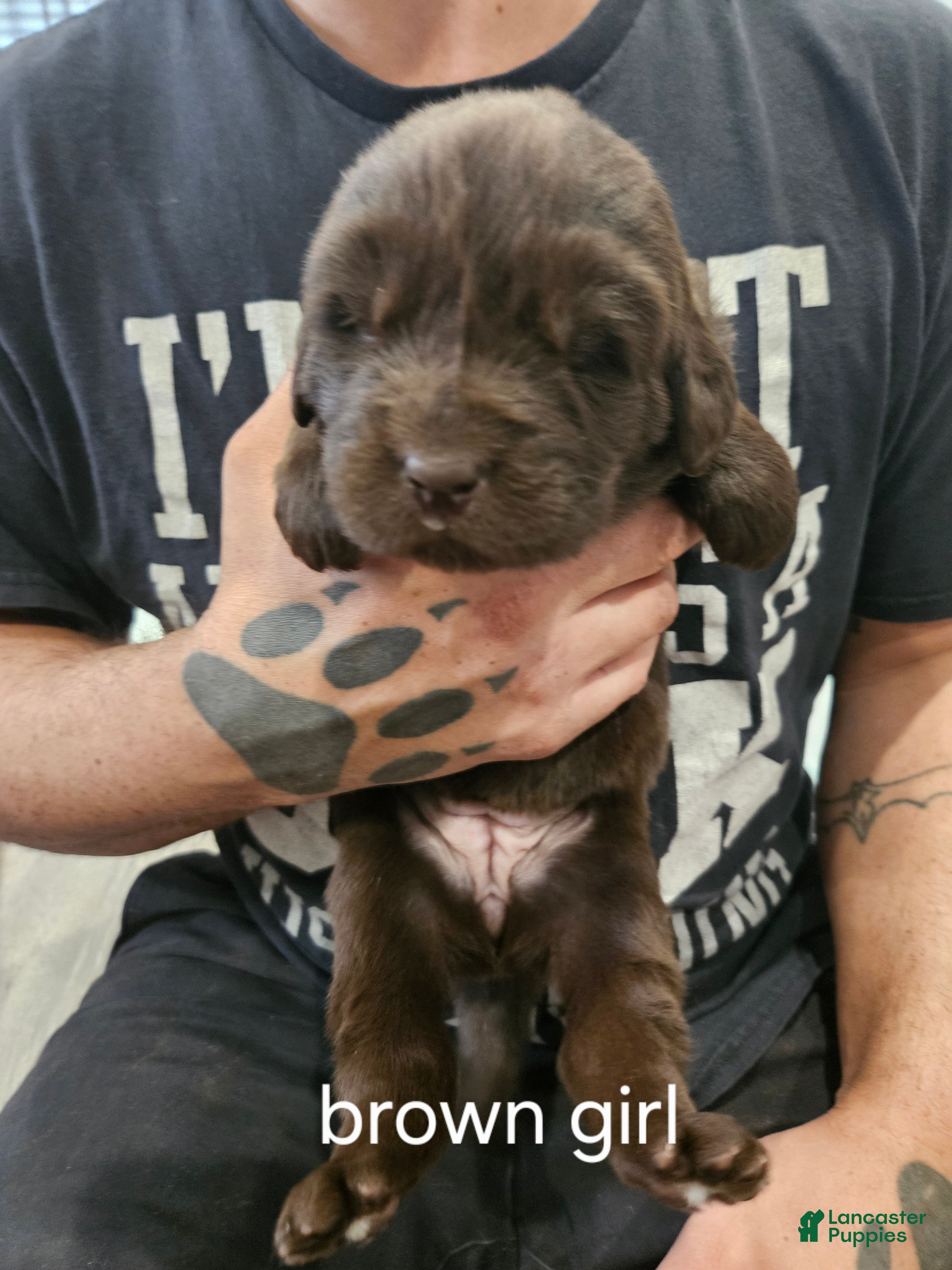 Newfoundland dogs Newfoundland Puppy 4 - Ad 5