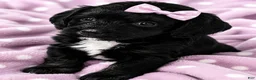 Bernedoodle dogs for sale: Star - Ad 12
