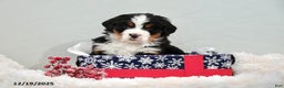Bernese Mountain Dog dogs for sale: Renee - Ad 1