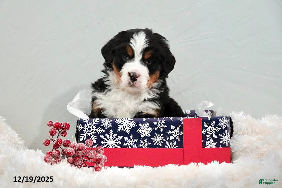 Bernese Mountain Dog dogs for sale: Renee - Ad 1
