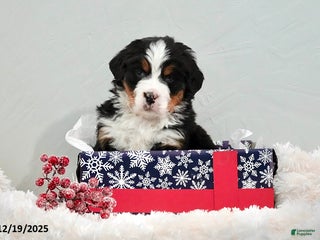 Bernese Mountain Dog dogs Renee - Ad 6