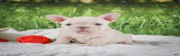 French Bulldog dogs for sale: Lucy - Ad 3