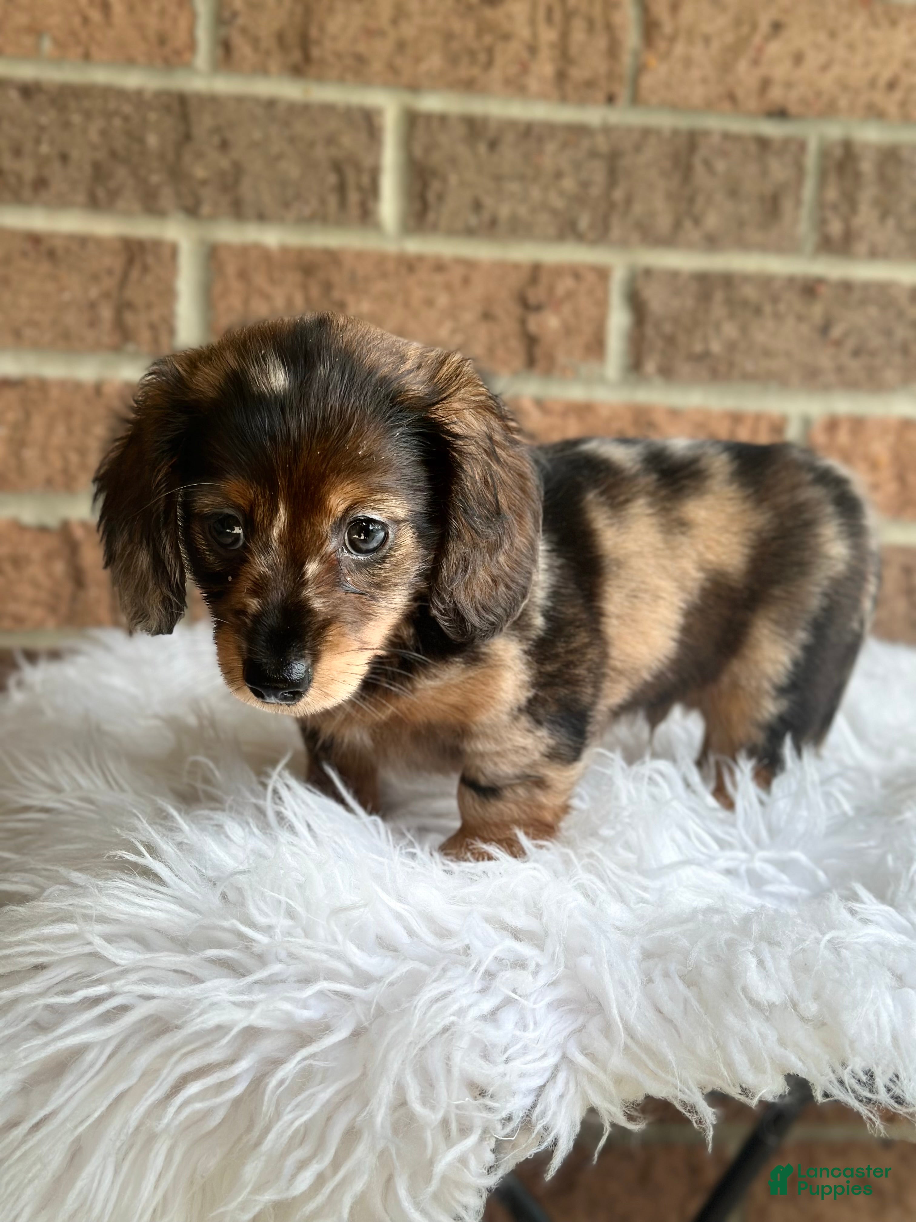 Miniature Dachshund dogs Toby - Ad 2