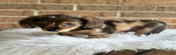 Miniature Dachshund dogs for sale: Toby - Ad 2