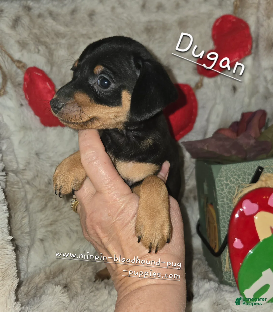Miniature Pinscher dogs for sale: Dugan black and rust - Ad 6