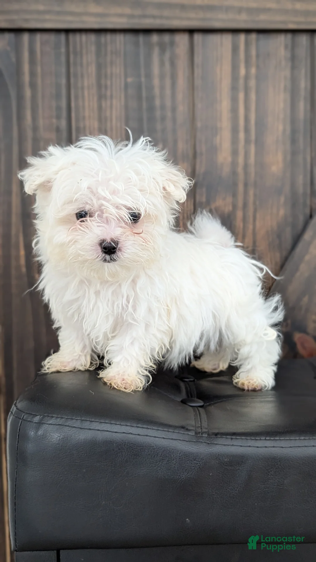 Maltese dogs for sale: Baxter  - Ad 7
