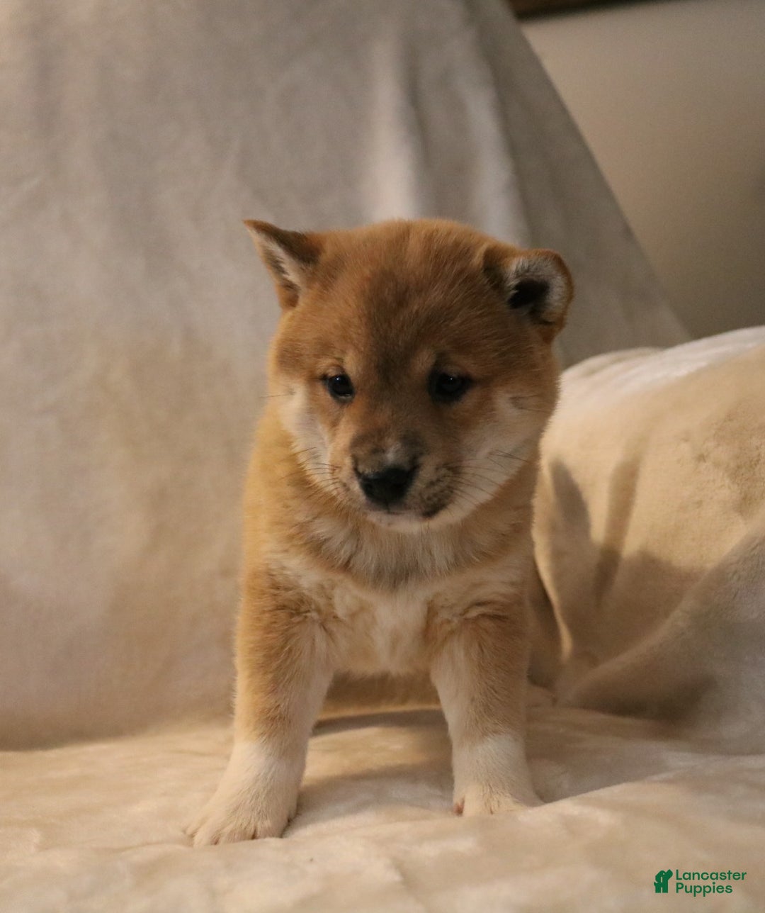 Shiba Inu dogs for sale: Sasha  - Ad 2