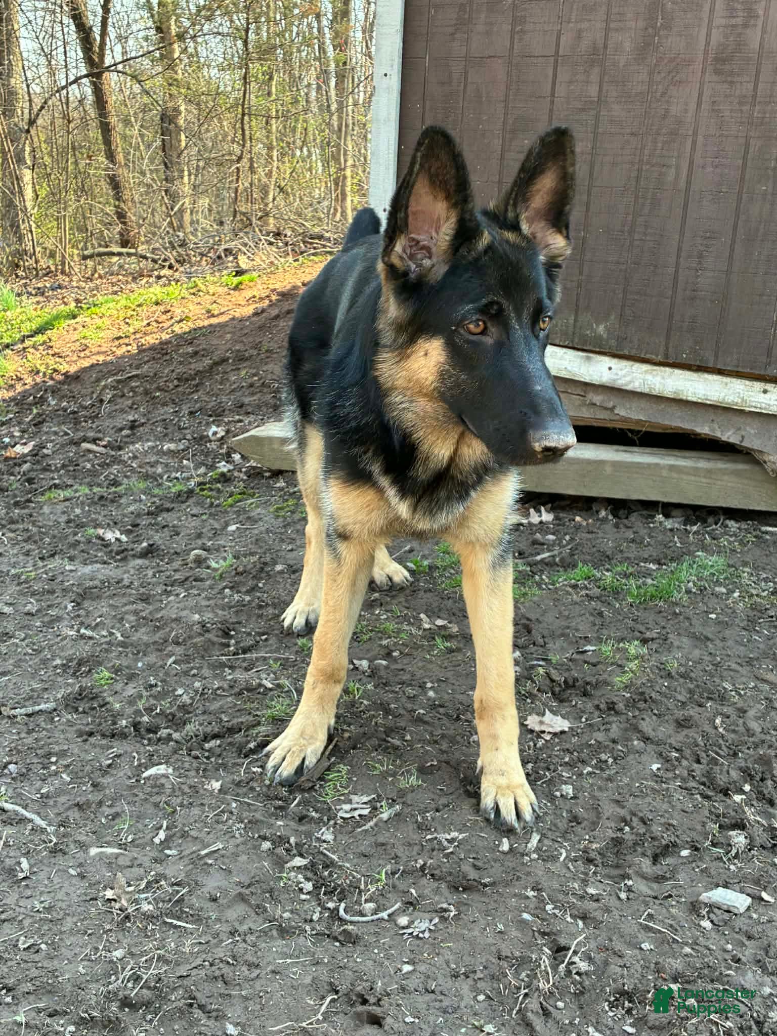 German Shepherd dogs Kayda - Ad 24