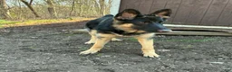 German Shepherd dogs for sale: Kayda - Ad 1