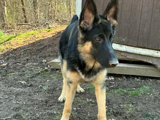 German Shepherd dogs Kayda - Ad 24