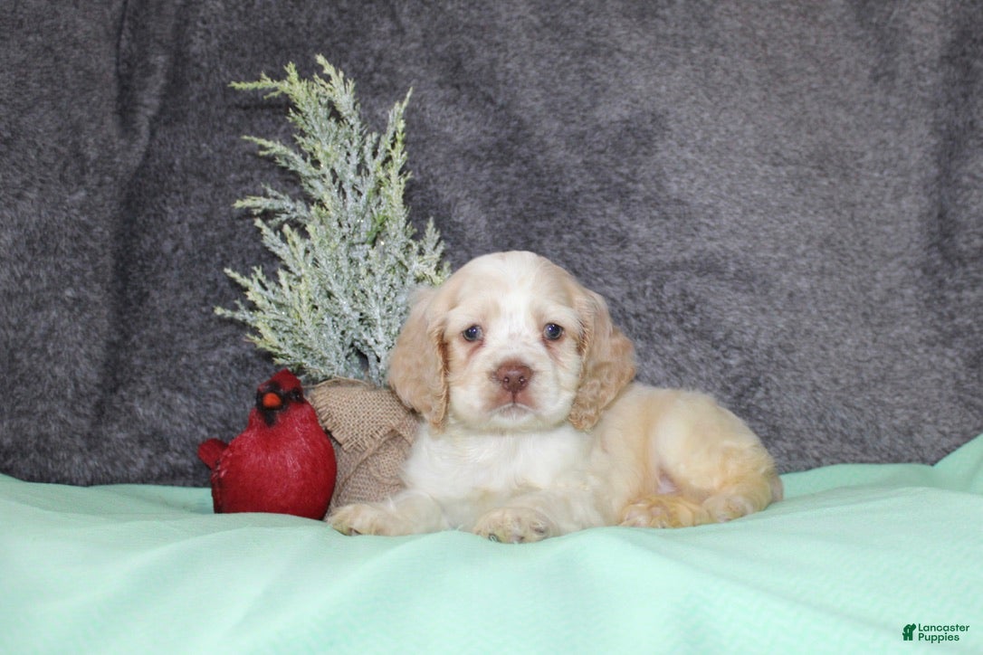 Cocker Spaniel dogs Star - Ad 18