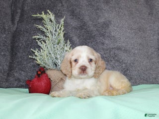 Cocker Spaniel dogs Star - Ad 18