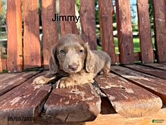 Miniature Dachshund dogs Jimmy - Ad 31