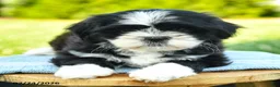 Shih Tzu dogs for sale: Samira - Ad 2