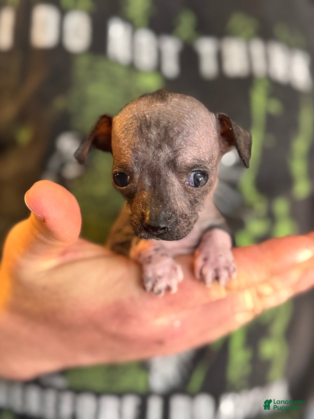 Mixed Breed dogs for sale: Princess  - Ad 20