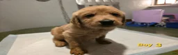 Goldendoodle dogs for sale: Goldendoodle male 3 - Ad 1