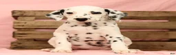 Dalmatian dogs for sale: Brittney - Ad 5