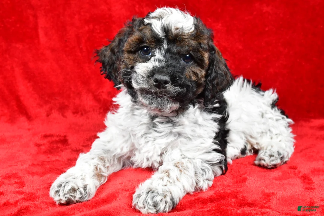 Cockapoo dogs for sale: Daxter - Ad 1