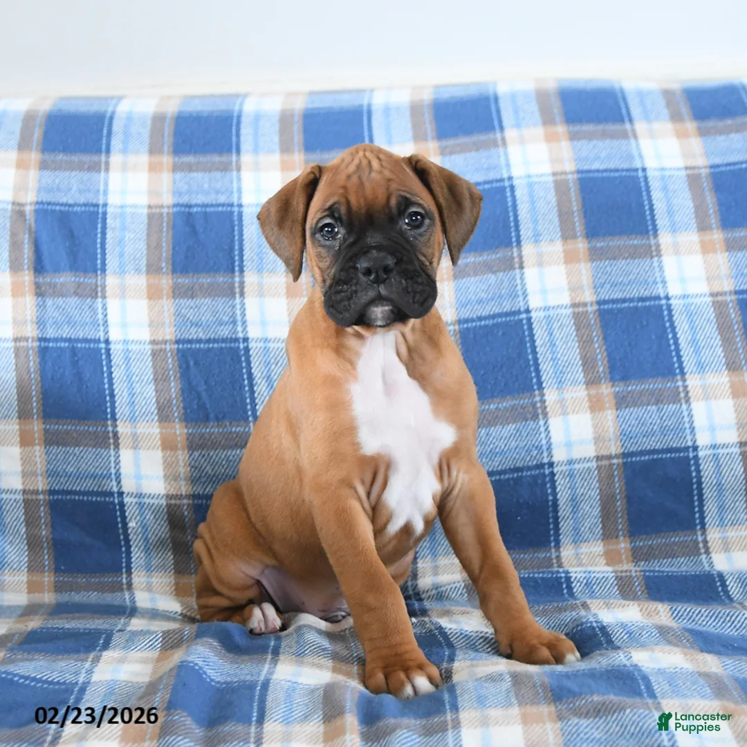 Boxer dogs for sale: Chipper - Ad 4
