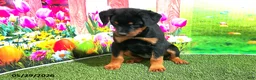 Rottweiler dogs for sale: Lucy - Ad 4