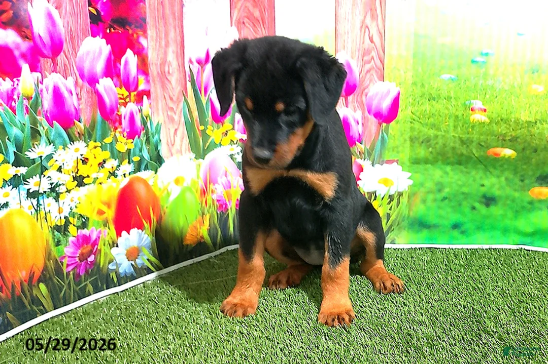 Rottweiler dogs for sale: Lucy - Ad 4