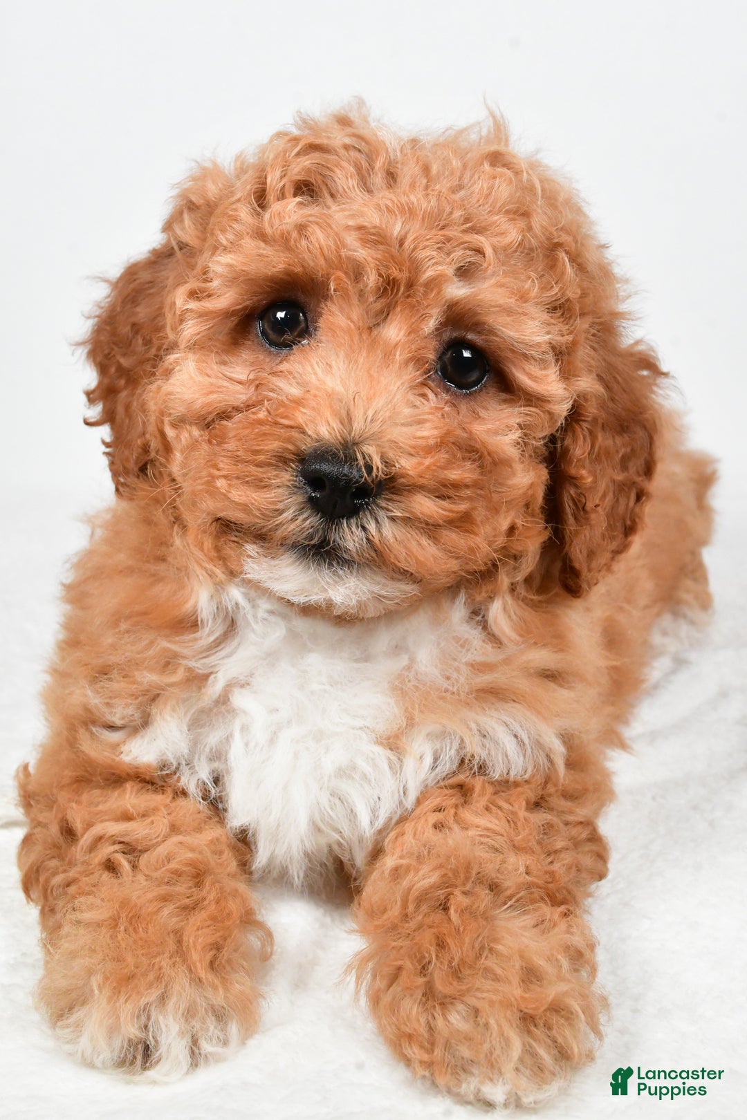 Bichpoo dogs for sale: Buddy - Ad 3