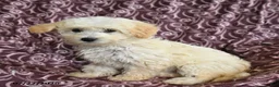 Maltipoo dogs for sale: Marcus - Ad 2