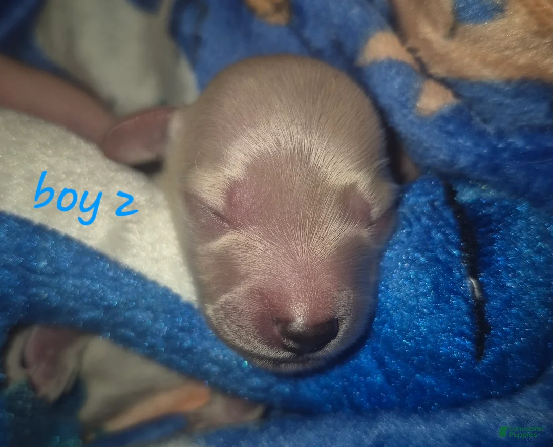 Miniature Dachshund dogs for sale: ee CREAM BOY 2 - Ad 1